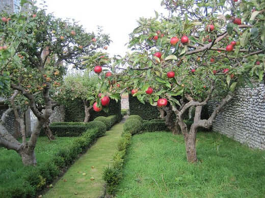 Growing Apple Trees - Planting and Harvesting - TN Nursery