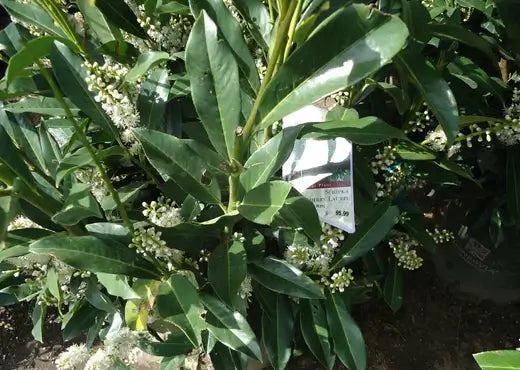 Growing Cherry Laurel | What to Know - TN Nursery