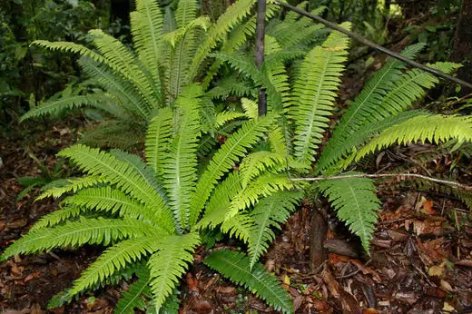Growing Ferns | Facts and Information - TN Nursery