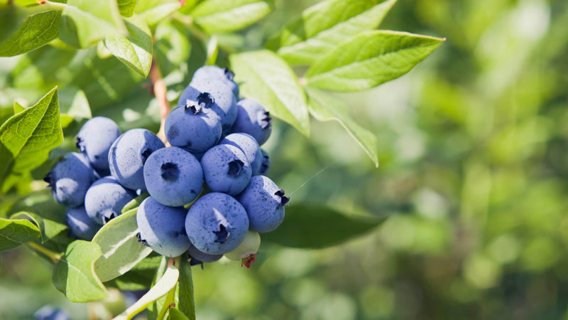 Growing High Bush Blueberries: Tips for a Bountiful Harvest - TN Nursery