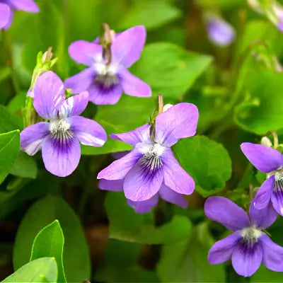 Growing Purple Violets - TN Nursery