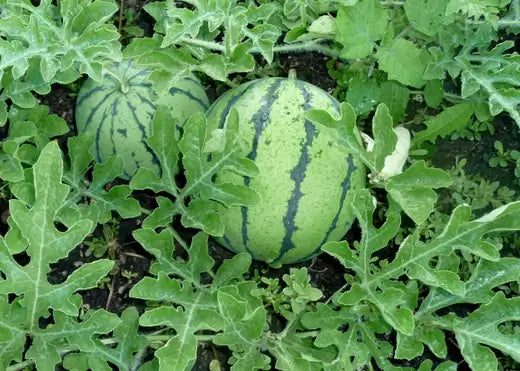 Growing Your Own Delicious Watermelon Year-Round in a Family Watermelon Patch - TN Nursery