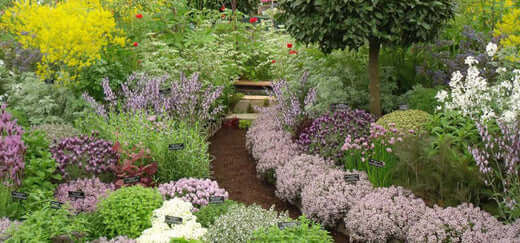 Herb Garden Tips and Secrets | TN Nursery - TN Nursery
