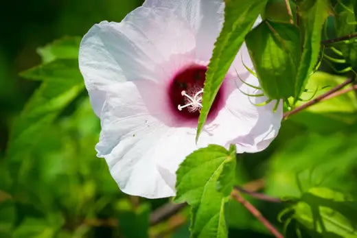 Hibiscus Laevis, a Gorgeous Flower - TN Nursery