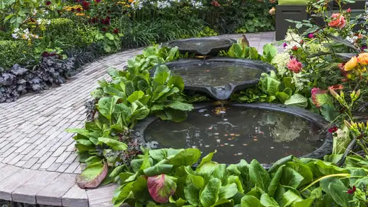 How a Water Garden Creates Peace - TN Nursery