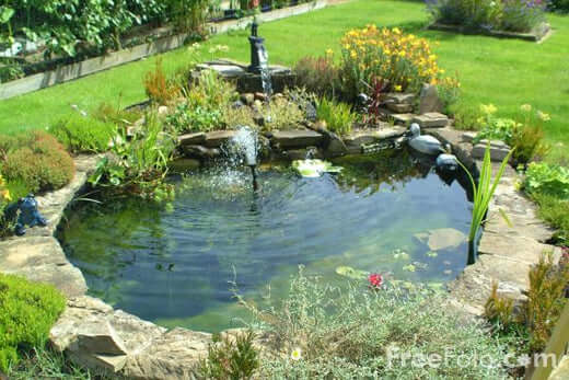 How Build A Water Garden Successfully - TN Nursery