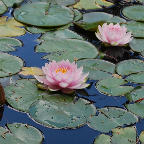 How does Water Lilies Create Peacefulness? - TN Nursery