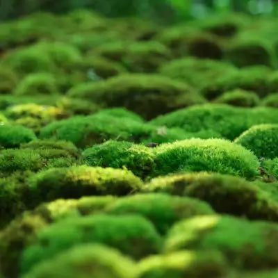 How Mosses Enhances a Garden - TN Nursery