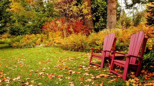 How prepare and care a Lawn for Winter - TN Nursery