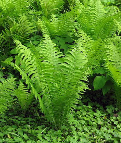 How To Care For Native Ferns - TN Nursery