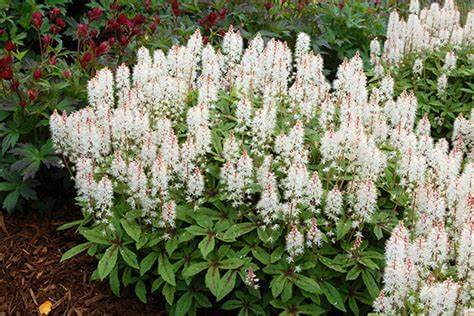How to Choose the Best Perennial Plants For Your Garden - TN Nursery
