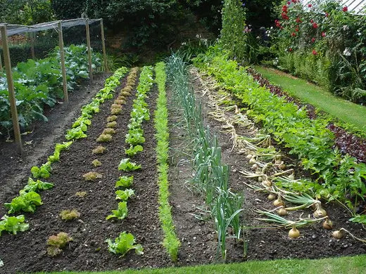 How to create and Grow A Vegetable Garden - TN Nursery