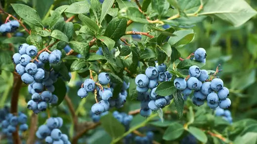How To Grow A Blueberry Bush - TN Nursery
