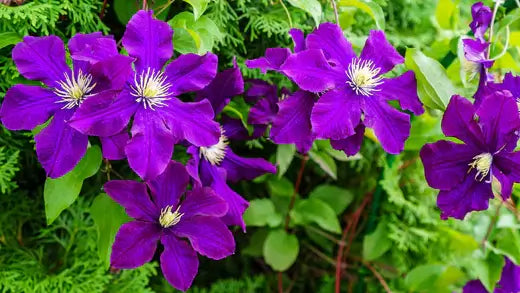 How to grow and care for Clematis - TN Nursery