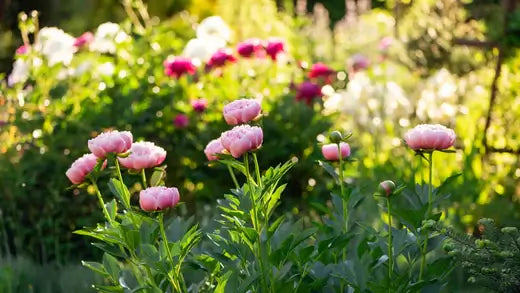 How to Grow and Care for Perennials - TN Nursery