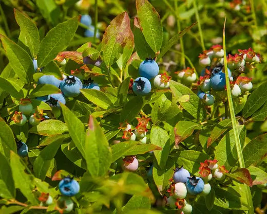 How to Grow Blueberry Shrubs - TN Nursery