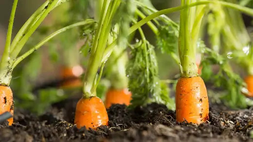 How to Grow Carrots | Facts and Information - TN Nursery