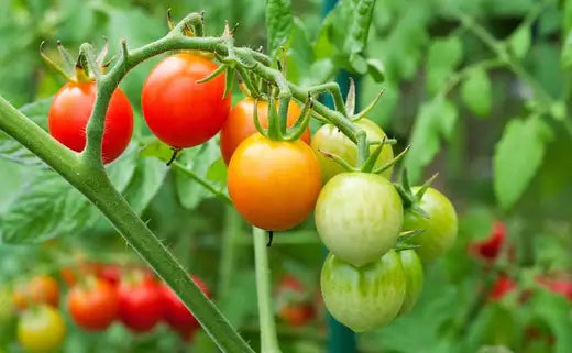 How to Grow Tomatoes | What to Know - TN Nursery