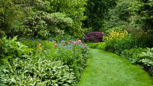 How to Improve Vibrancy in Your Garden - TN Nursery