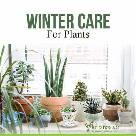 How to Keep Your Plants Alive Through Cold Winter Months - TN Nursery