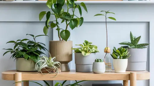 How to know Best Temperature For Indoor Plants? - TN Nursery
