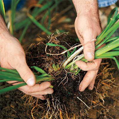 How To Multiply Perennials By Dividing Them - TN Nursery