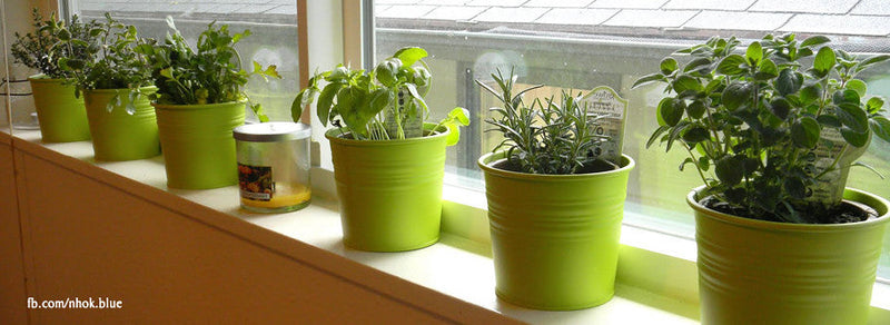 How to Plant an Herb Garden Organically - TN Nursery