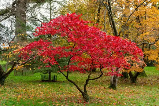 How to Plant & Care for a Japanese Maple Tree - TN Nursery