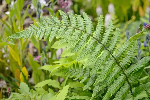 How To Plant and Care For Native Fern Varieties - TN Nursery