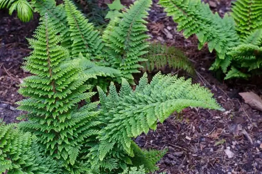 How To Plant And Care For Your Native Fern Garden - TN Nursery
