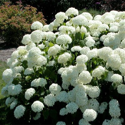 How to Plant and Grow Snow Hill Hydrangea - TN Nursery