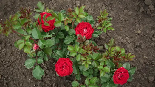 How to plant Bare Root Roses. Visit TN Nursery - TN Nursery