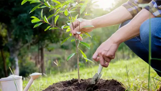 How To Plant Trees or Shrubs? Visit TN Nursery - TN Nursery