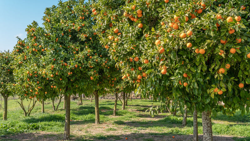 A fruit tree orchard in summer.