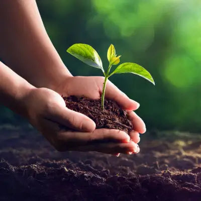 How to Successfully Grow a Seedling - TN Nursery