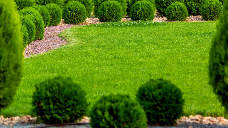 How To Transform Your Landscape With Evergreen Shrubs - TN Nursery