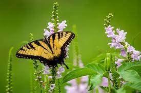 A Garden That Gives Back