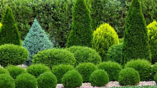 Incorporating Conifers into Landscaping - TN Nursery
