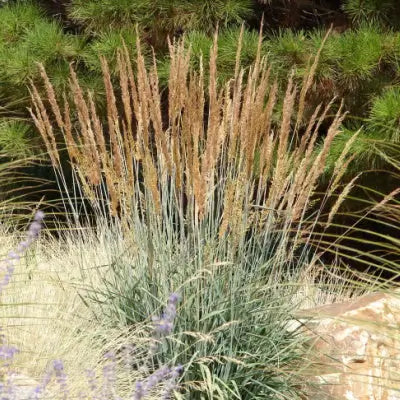 Indian Grass Plant Description - TN Nursery