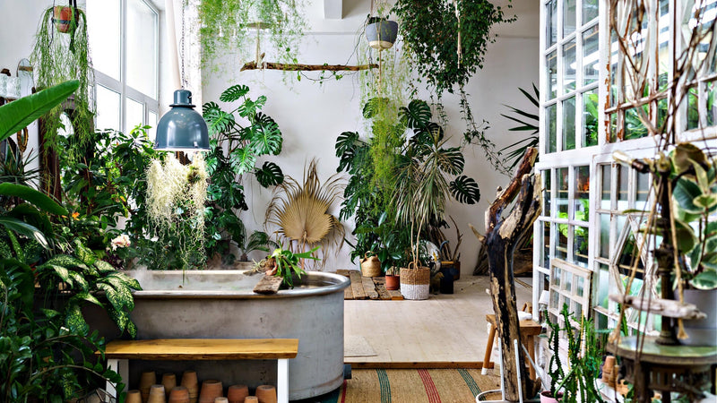 Indoor Gardening: Cultivating Green Spaces Inside Your Home - TN Nursery