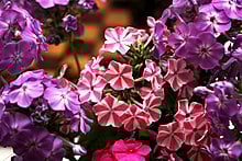 Introducing Tall Annual Phlox - TN Nursery