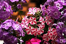 Tall Annual Phlox