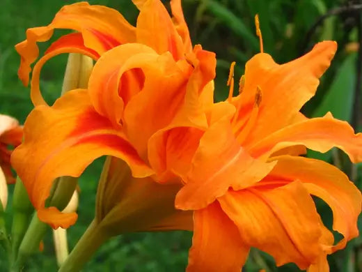 Introducing the Orange Daylily- Guide - TN Nursery