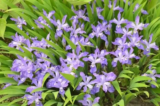 Iris Cristata is a popular plant in the woodlands - TN Nursery