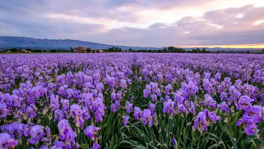 Iris flowers- How to plant, grow and care - TN Nursery