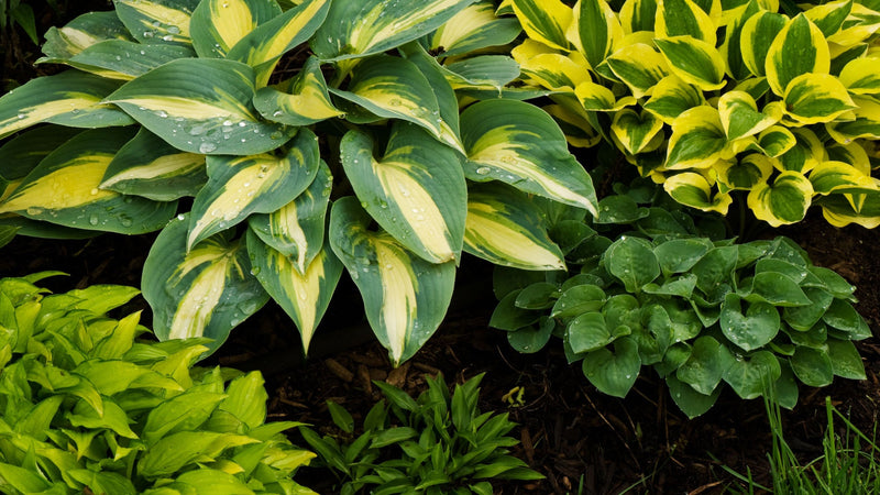 Is Planting Hostas in The Fall Good? - TN Nursery