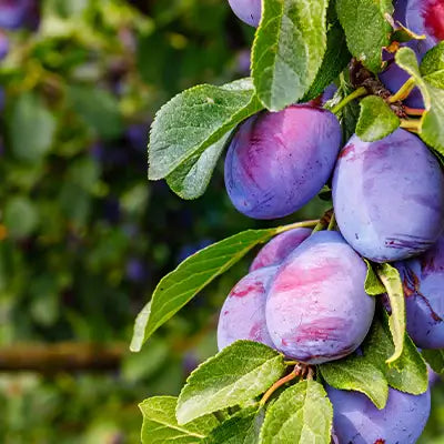 Juicy Delights: Fruiting Plum Trees for Every Garden - TN Nursery