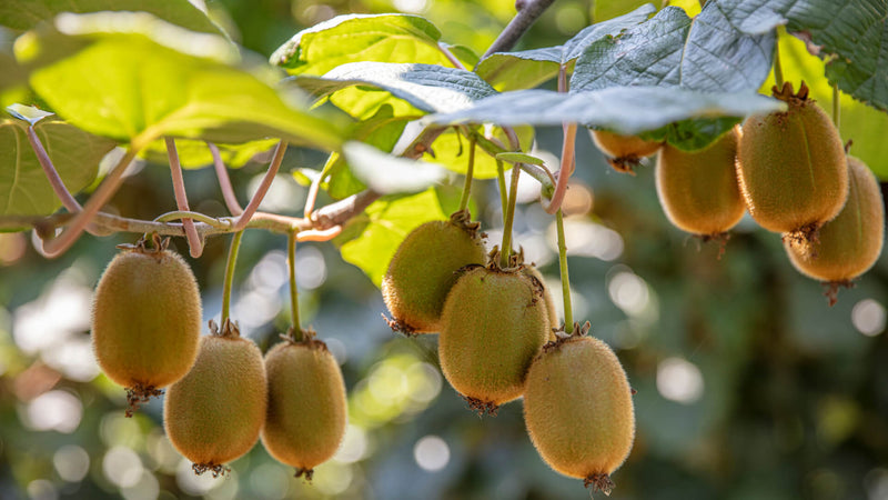 Kiwi Craze: Exploring the Versatile Fruit's Many Uses - TN Nursery
