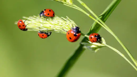 Ladybugs Are Good For Your Plants - TN Nursery