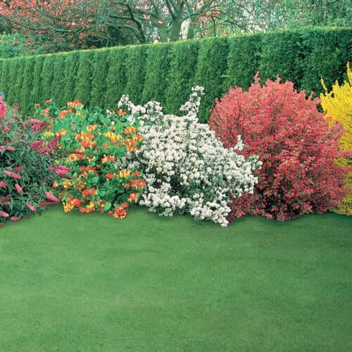 Landscaping Your Backyard, Office, and Home - TN Nursery